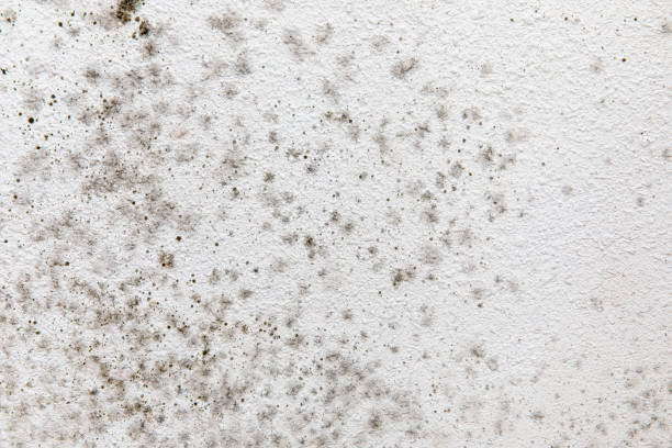 Best Mold Odor Removal Services  in Pine Brook, NJ