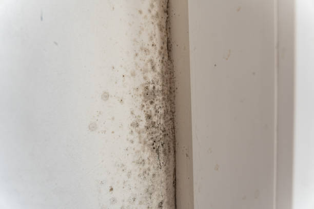 Best Dehumidification Services  in Pine Brook, NJ
