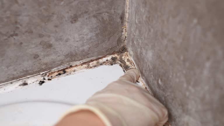 Professional Mold Removal in Pine Brook, NJ